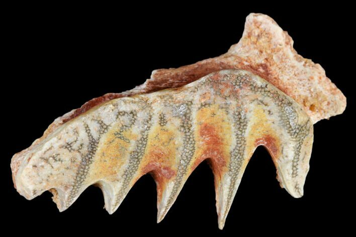 Cretaceous Lungfish (Ceratodus) Tooth Plate - Morocco #115267